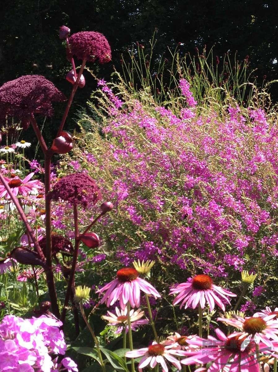 Дудник Angelica Gigas