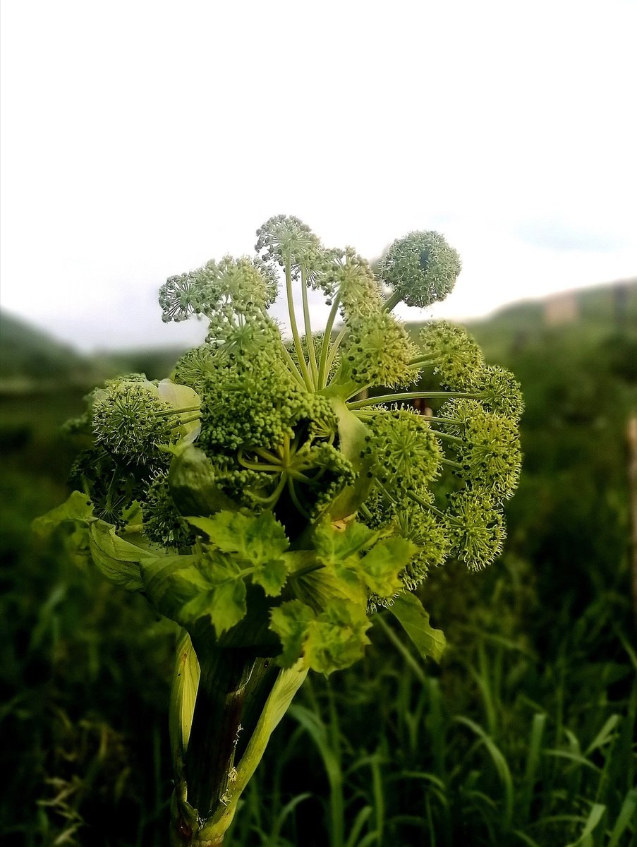 Дудник гигантский