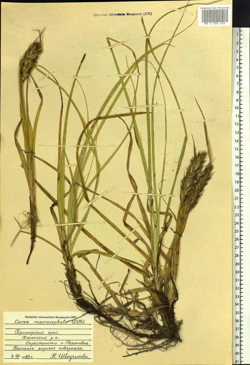 Ирисы желтые Осока