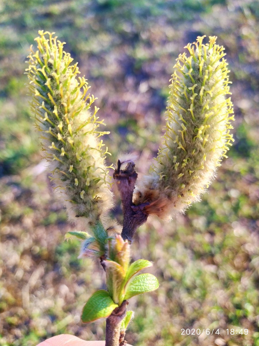 Карликовая береза и Полярная Ива