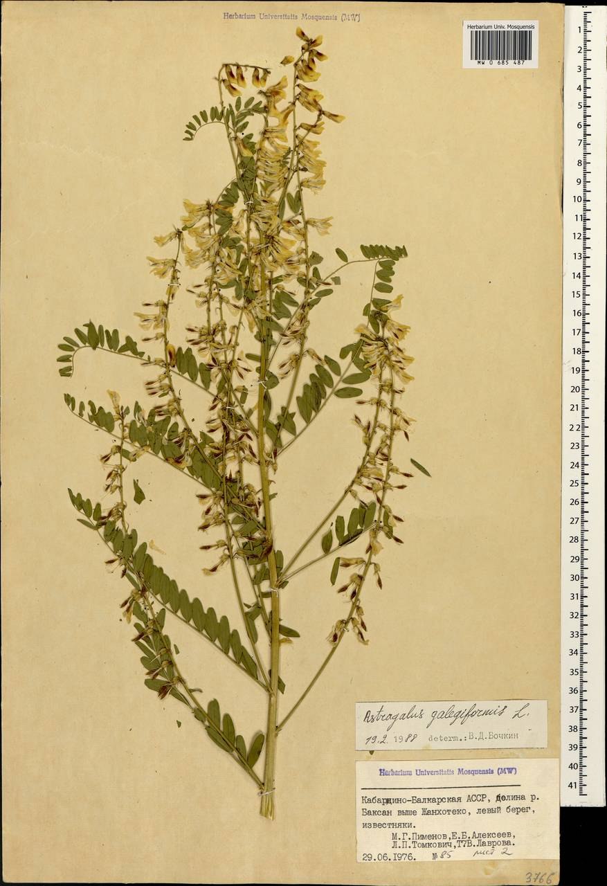 Козлятниковые