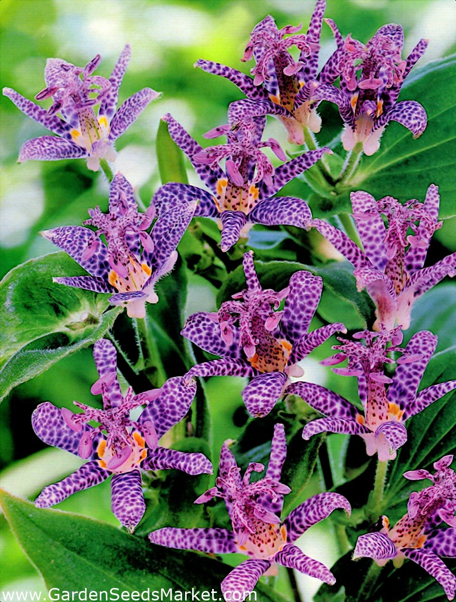 Трициртис коротковолосистый