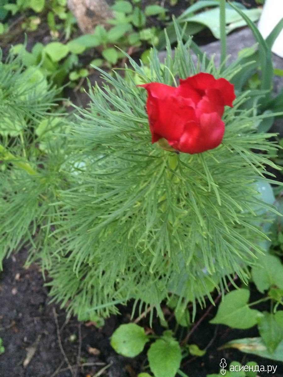 Биарум тонколистный