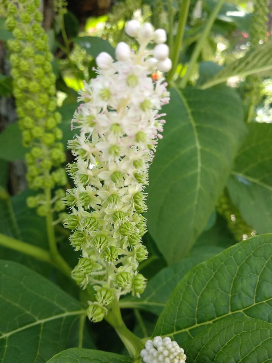 Фитолякка декандра)с5