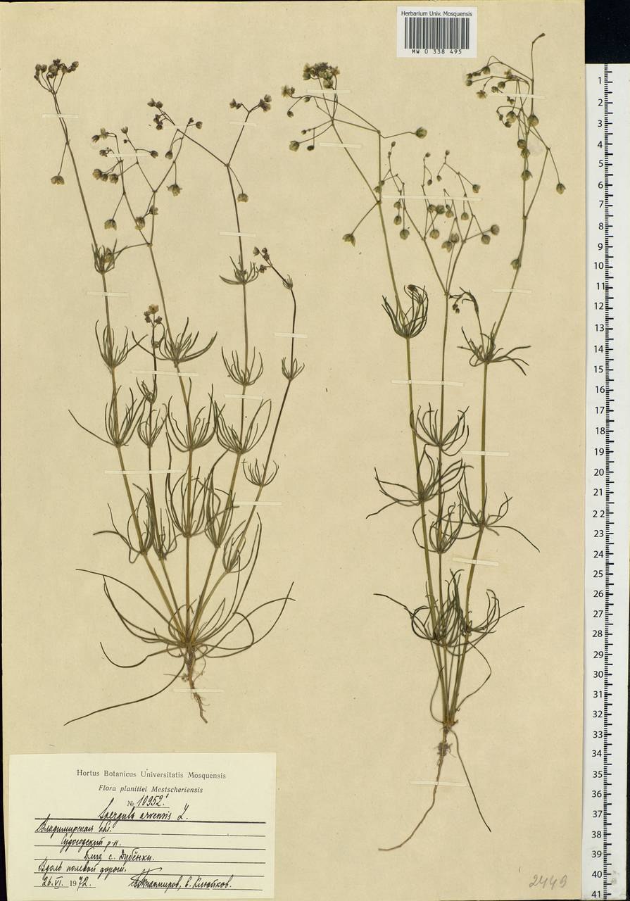 Маленькие невзрачные цветы