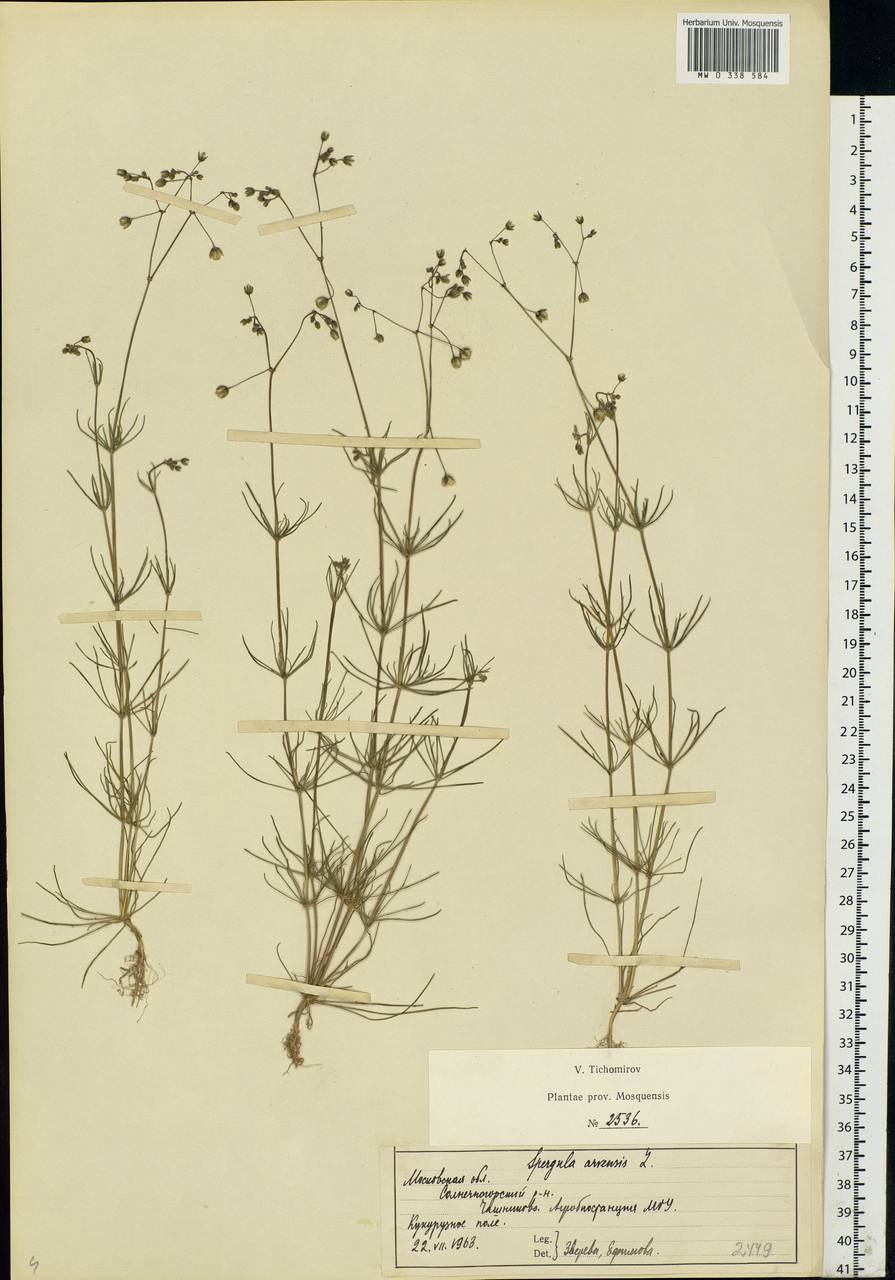 Торица обыкновенная