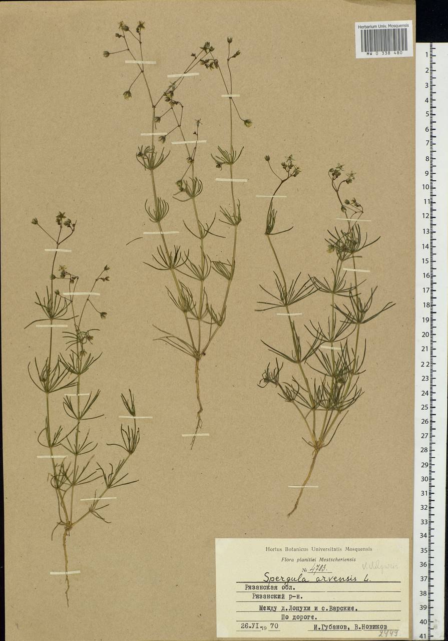 Торица полевая