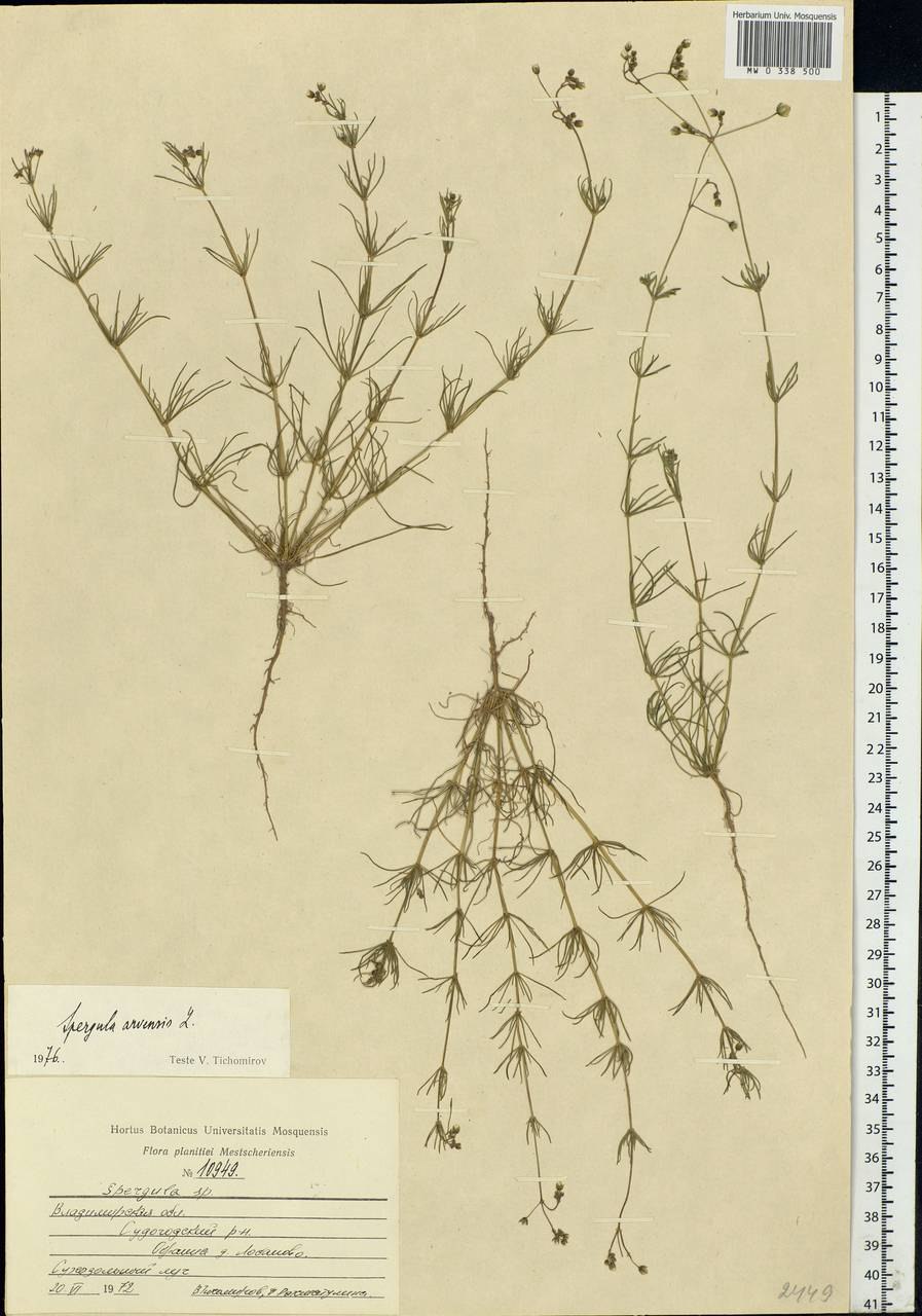 Желтый цветок в пустыне