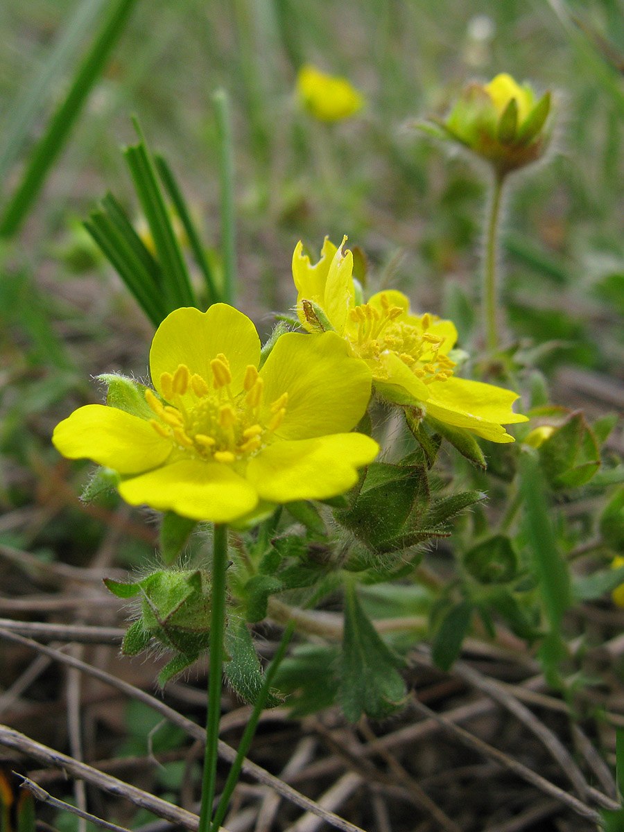 Potentilla incana