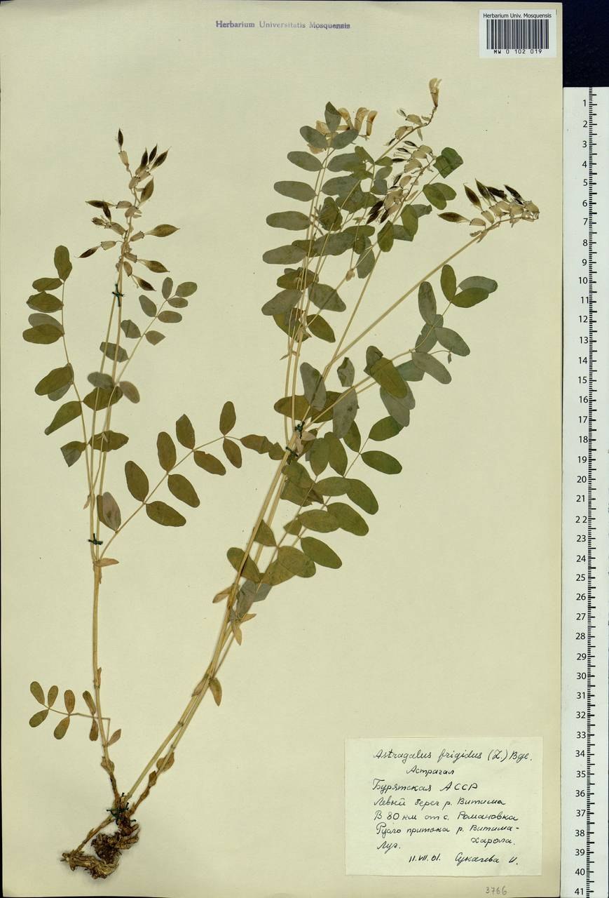 Астрагал САРАЛИНСКИЙ