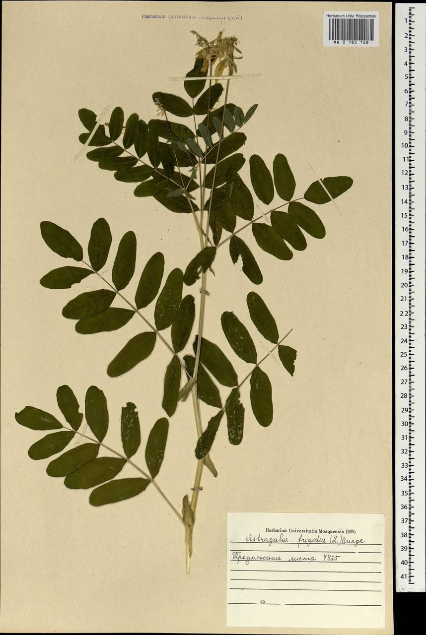 Астрагал норвежский