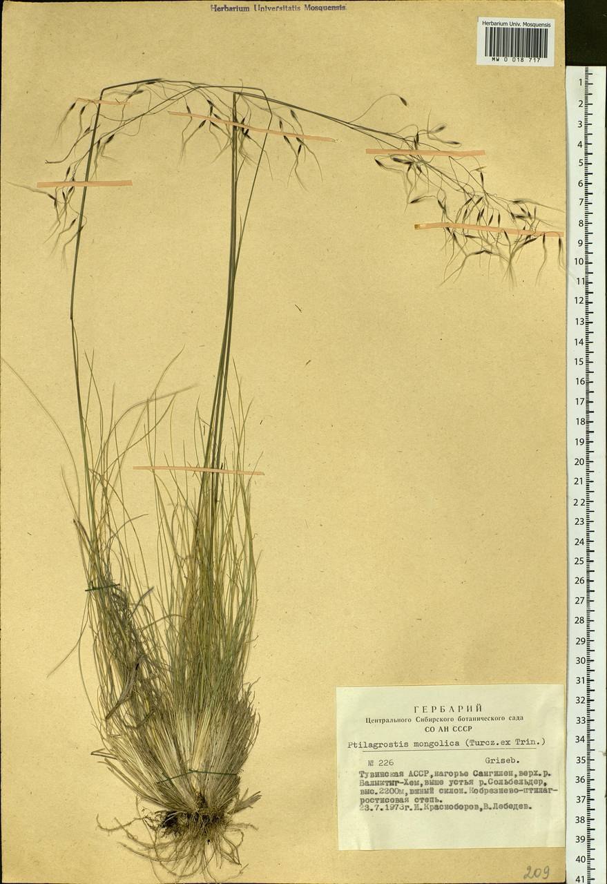 Ковылечек монгольский (ptilagrostis mongholica