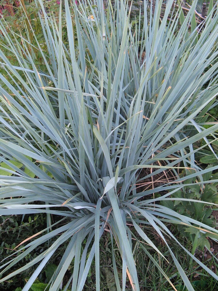 Ломкоколосник ситниковый