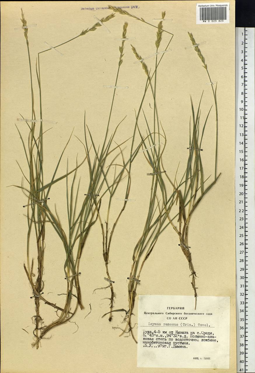 Колосняк узкоколосый