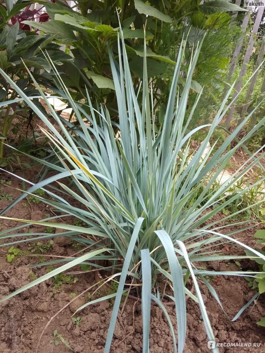 Колосняк песчаный Блю дюн