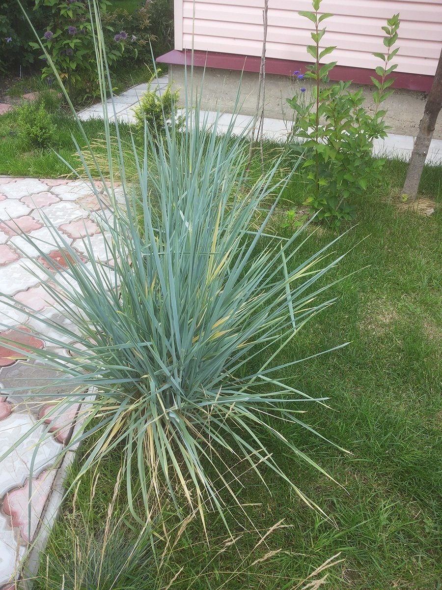 Овсец вечнозелёный ( Helictotrichon sempervirens)