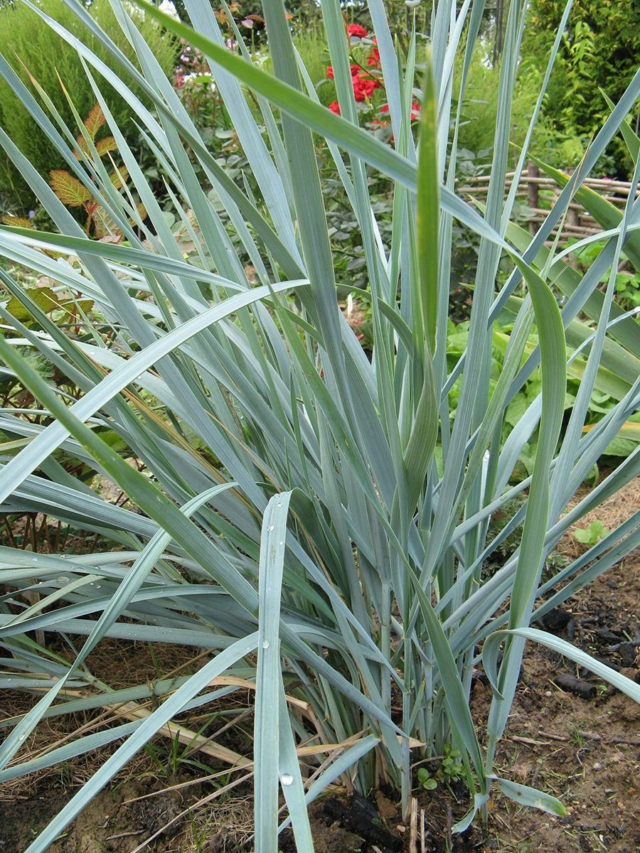 Колосняк песчаный Элимус голубой