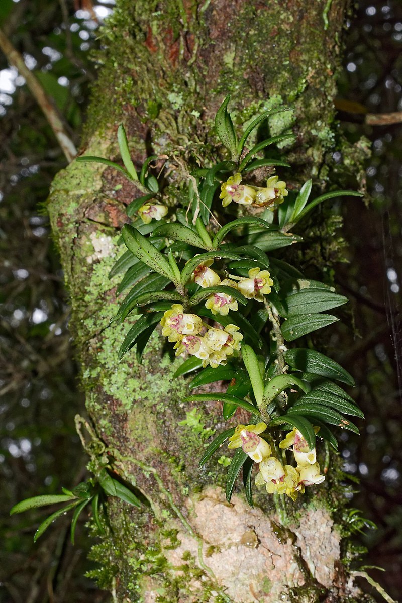 Гастрохилюс красивый