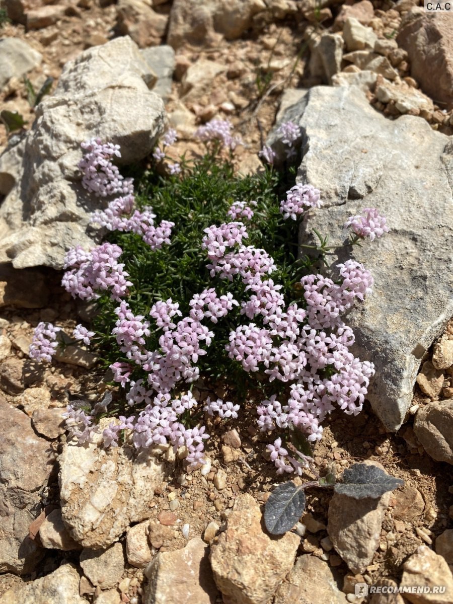 Ясменник скальный