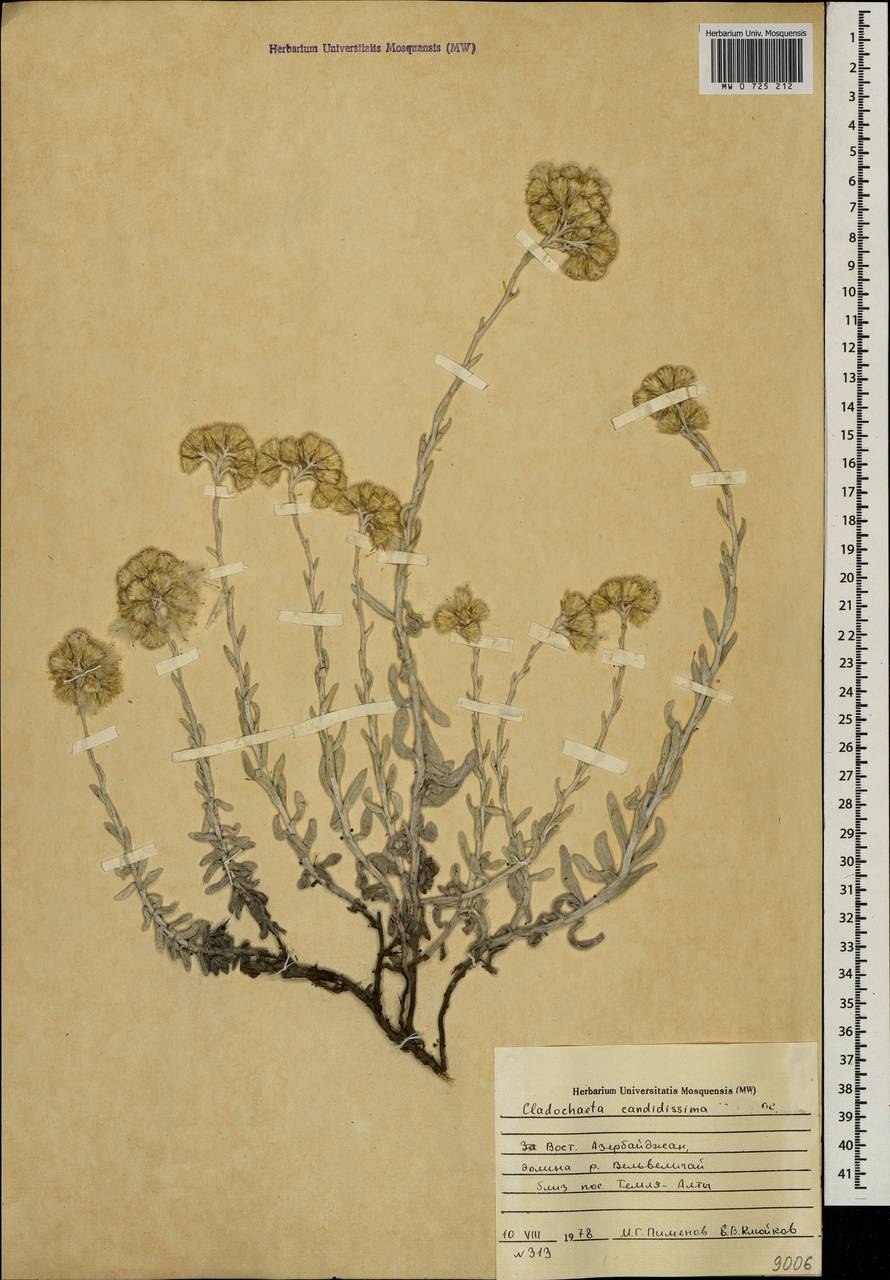 Фреш Ватер пеларгония