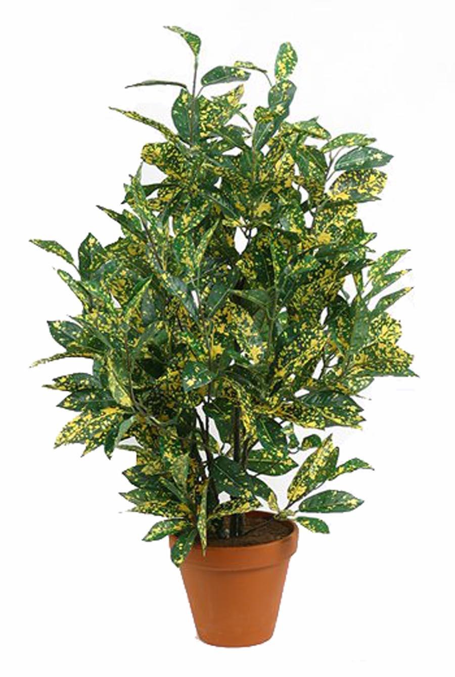 Аукуба гималайская