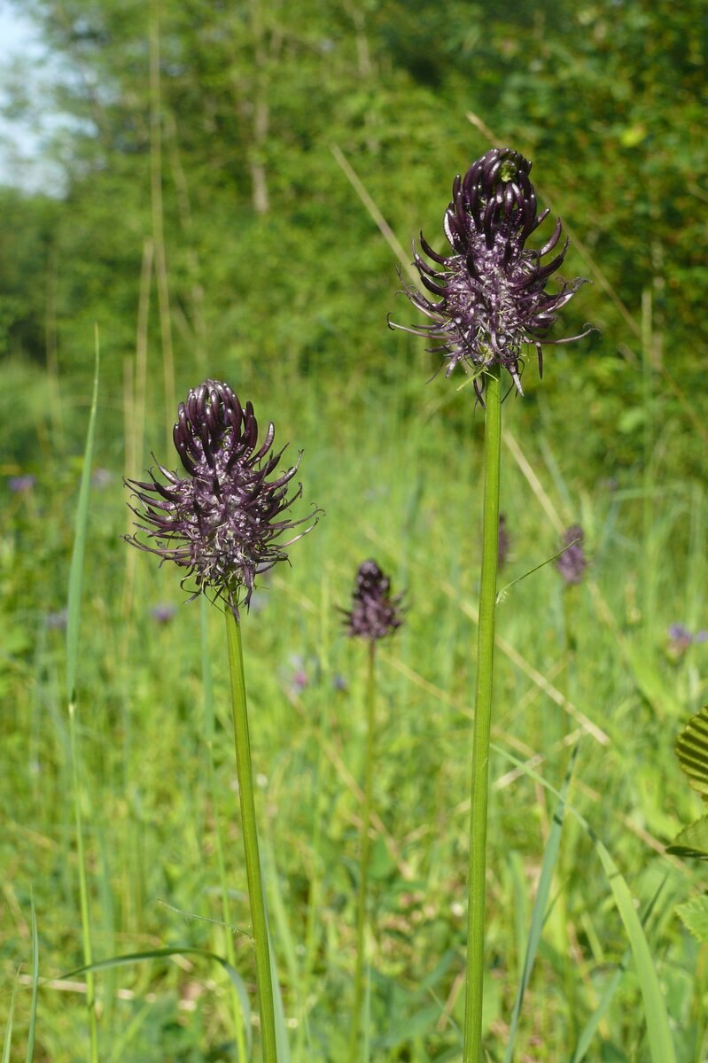 Кольник чёрный