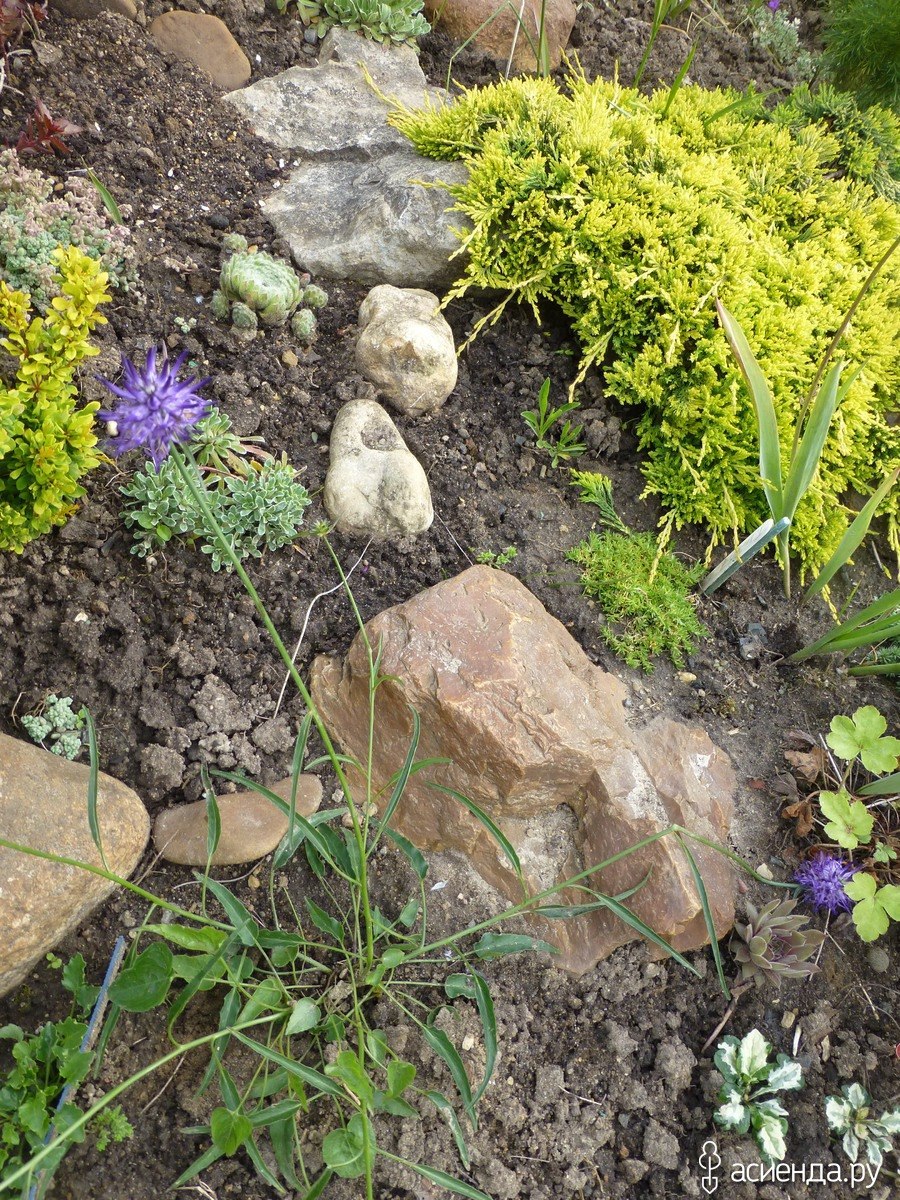 Кольник шейхцера