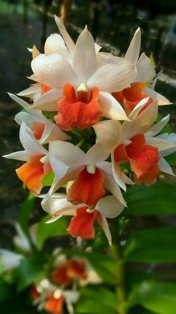 Bulbophyllum grandiflorum