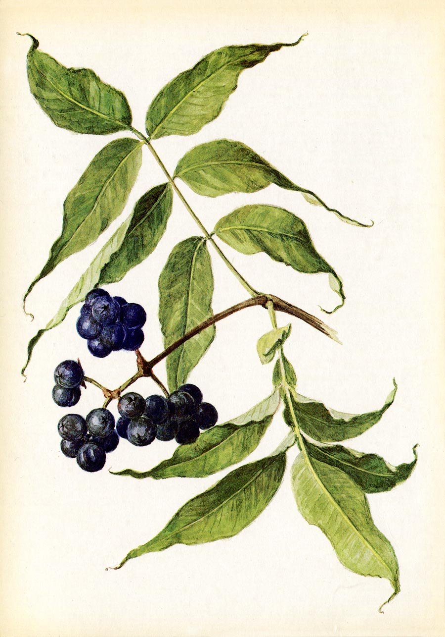 Бархат маньчжурский