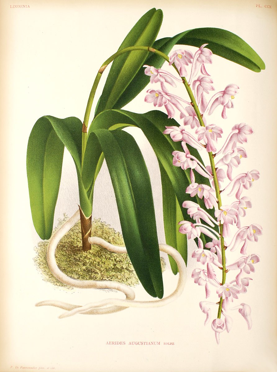 Аэридес многоцветковый