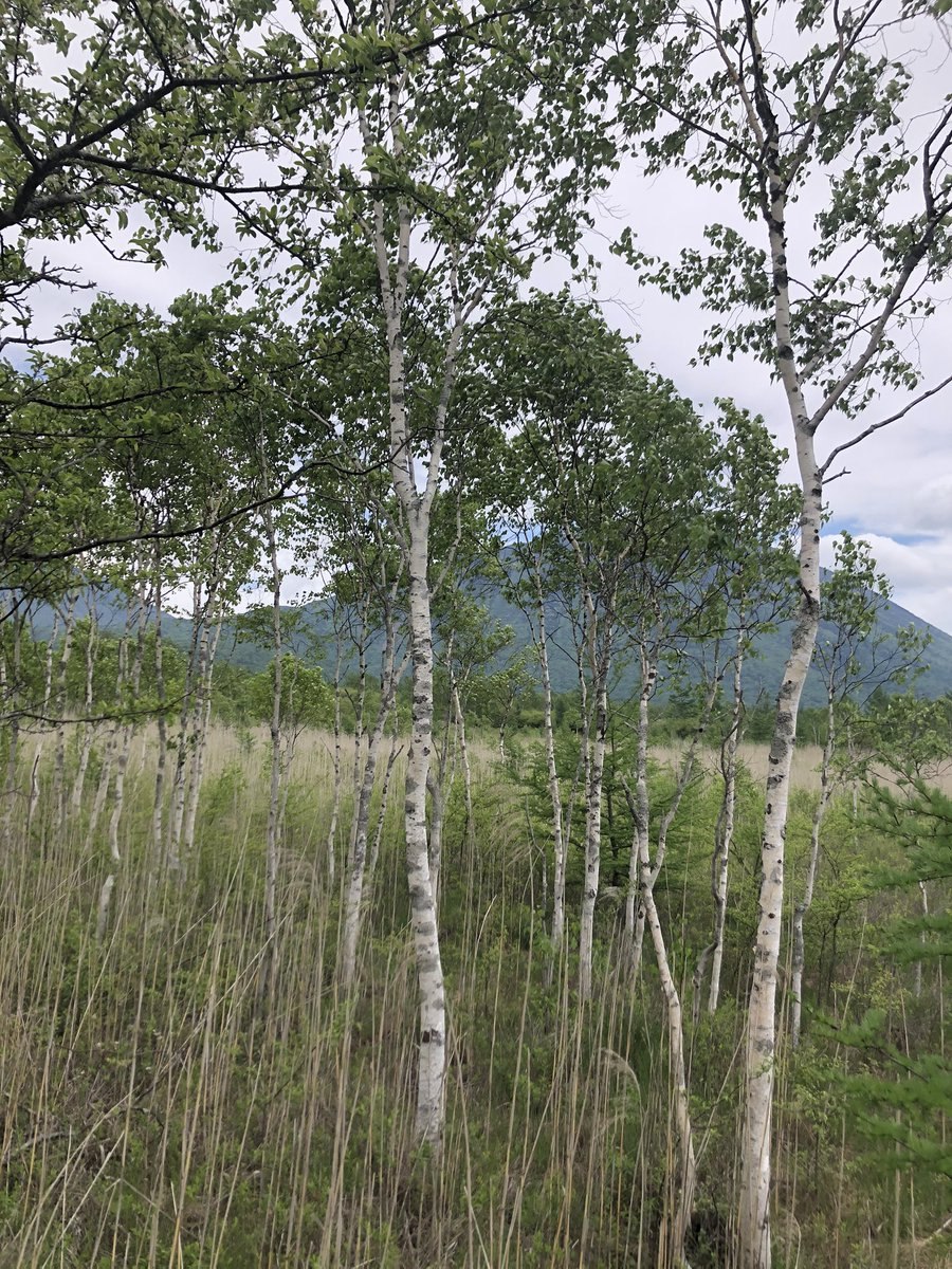 Березовая роща Томск