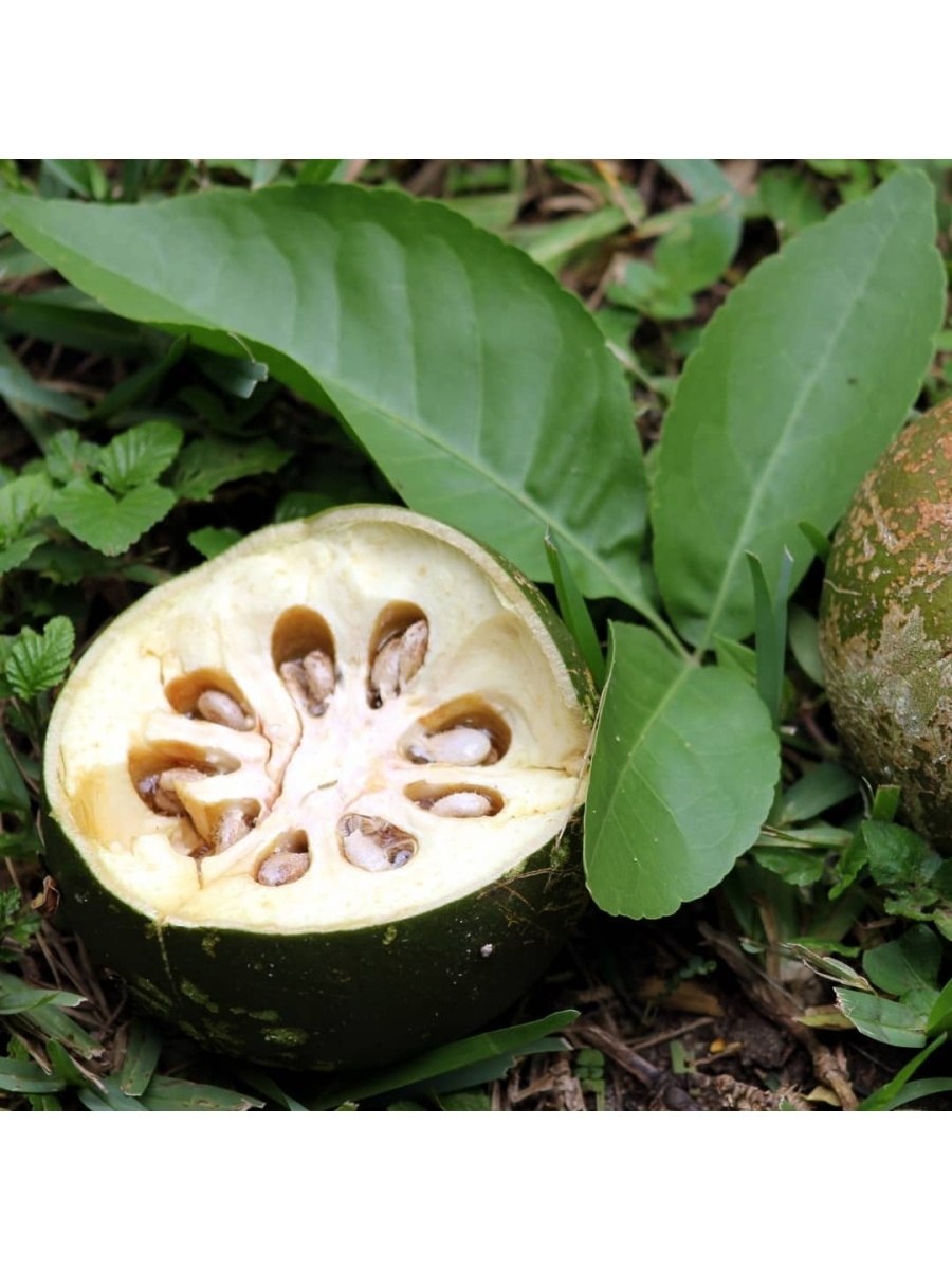 Айва бенгальская