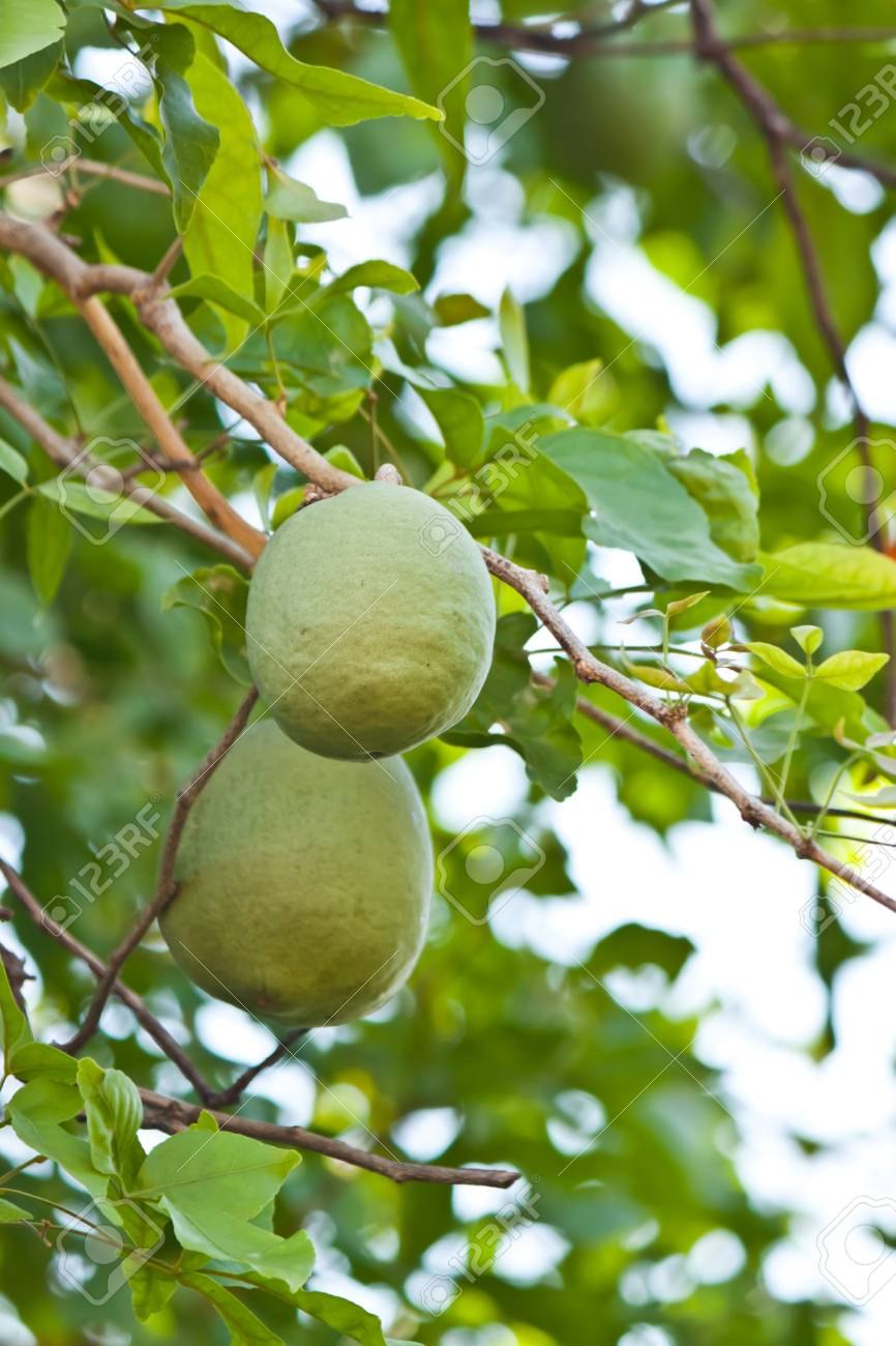 Чай Баэль Матум