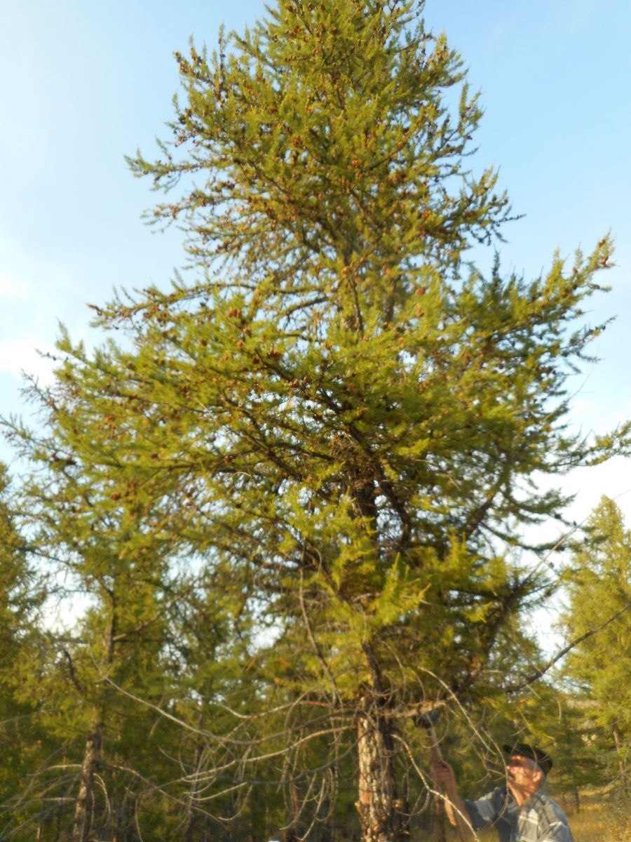 Лиственница комарова