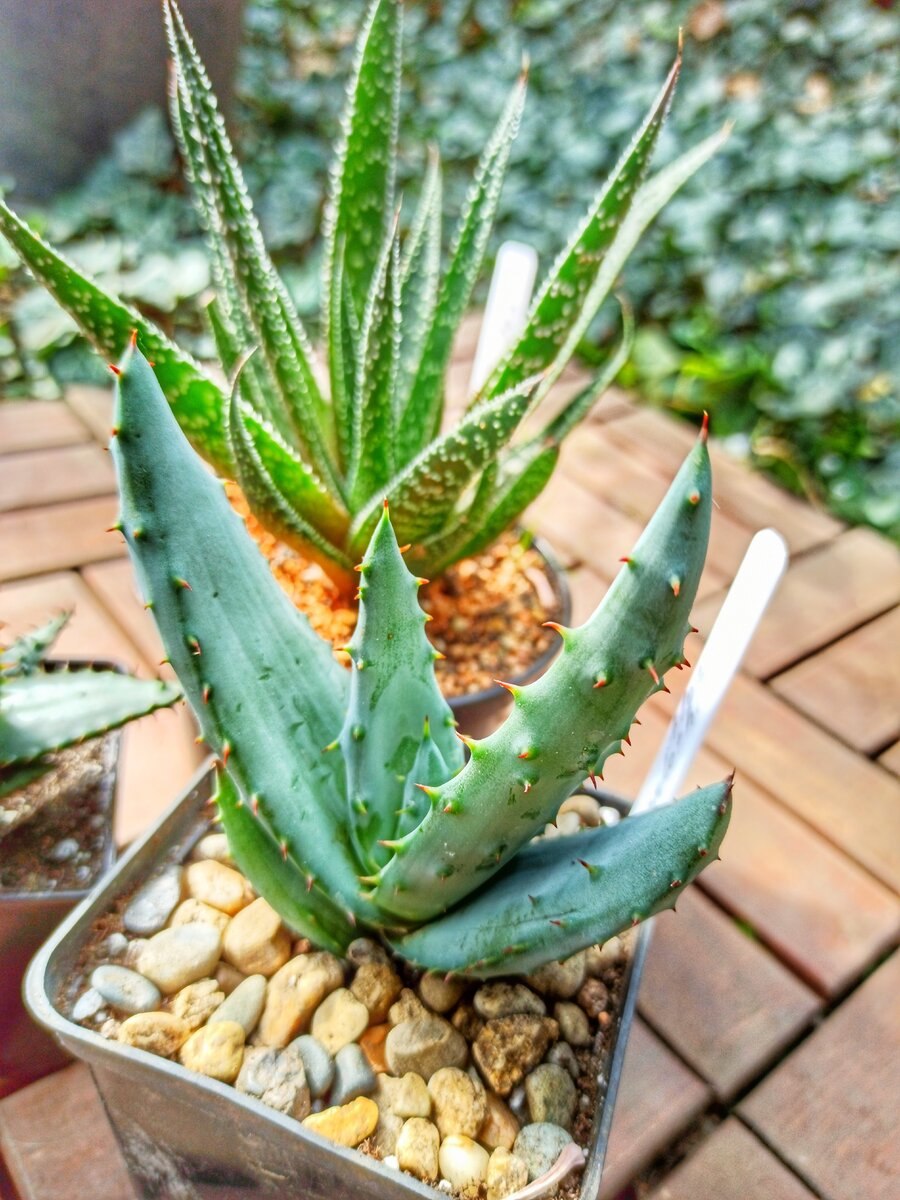 Aloe fettabbau