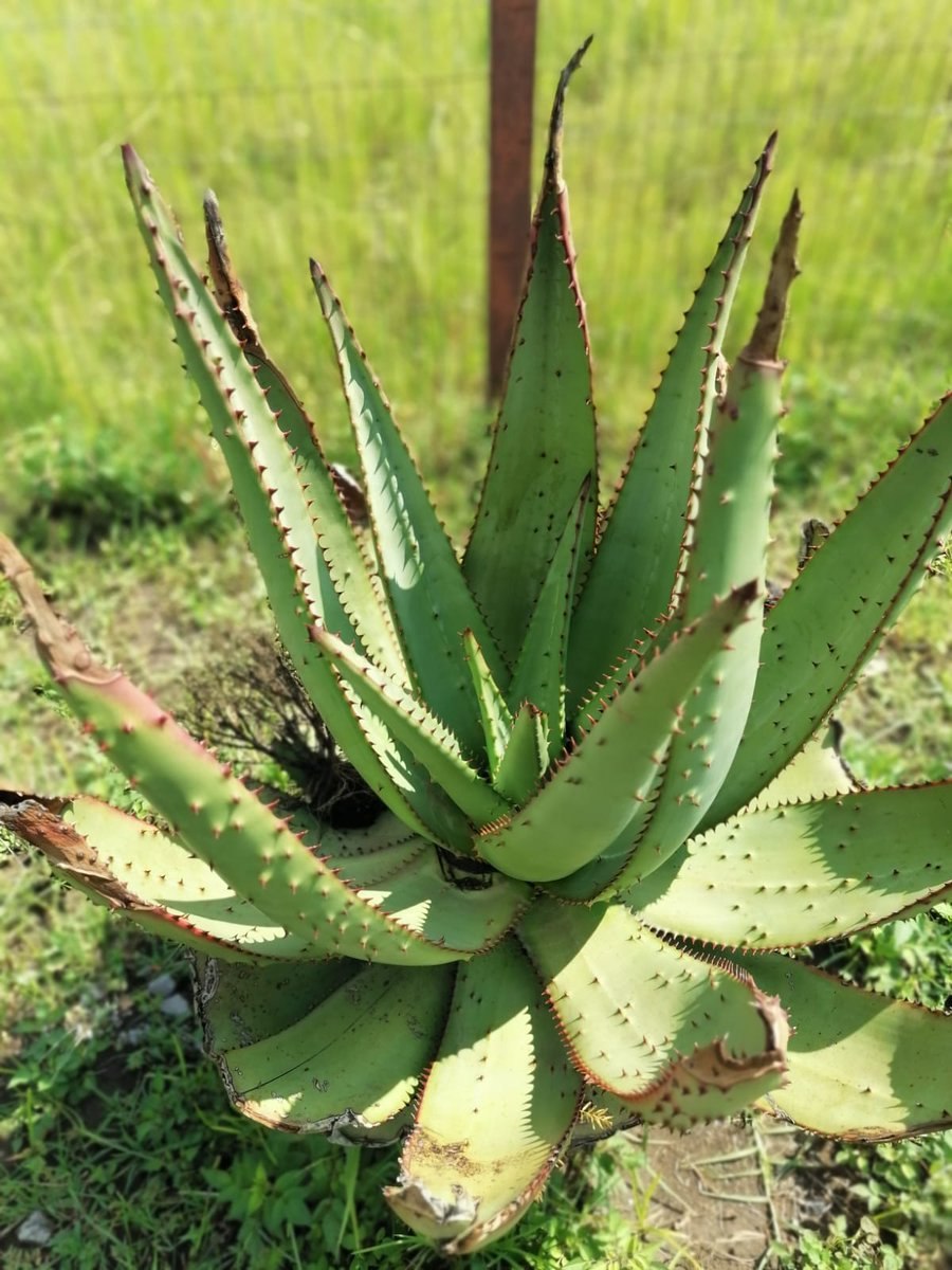 Алоэ Вера Барбадосское