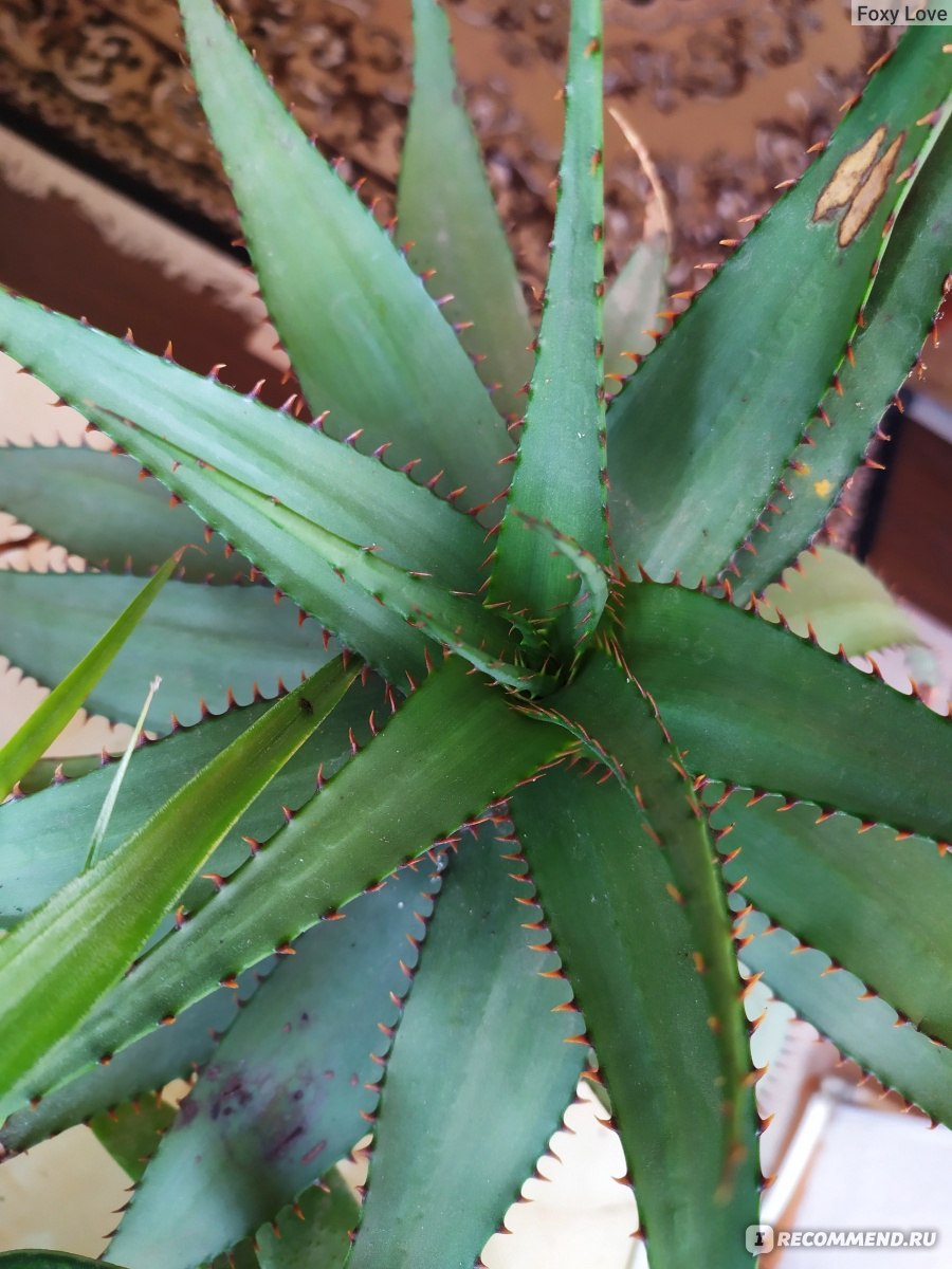 Гибрид алоэ Саванна