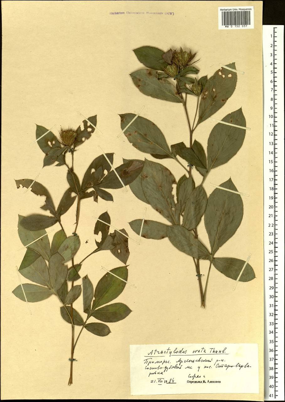 Peucedanum officinale