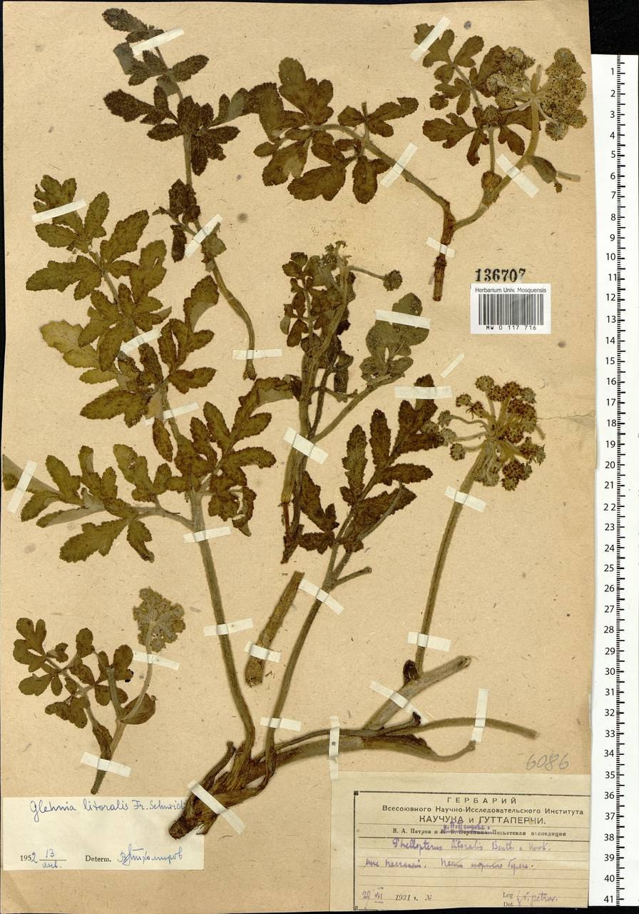 Шаровница волосоцветковая