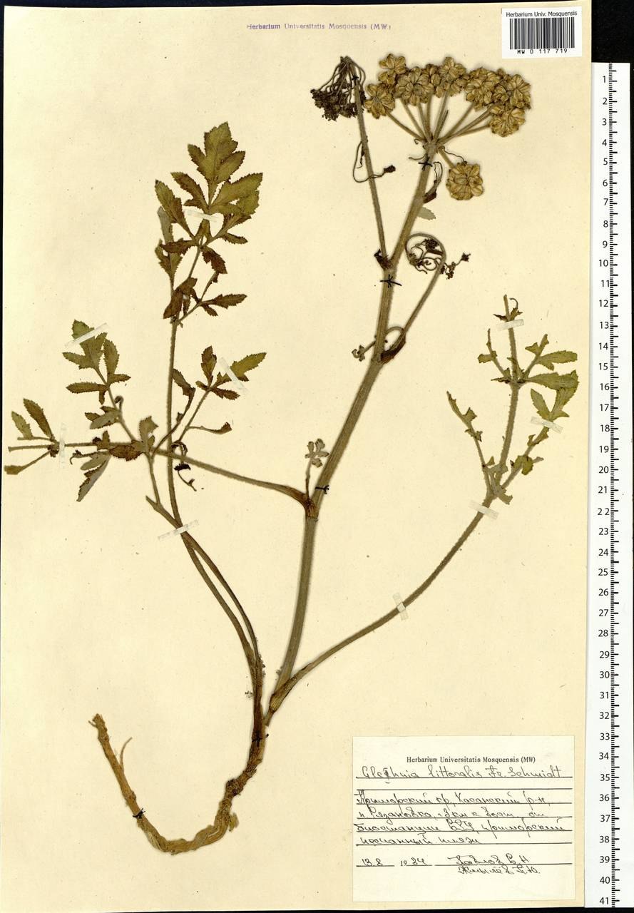 Гления - Петр Петрович Глен (российский ботаник)
