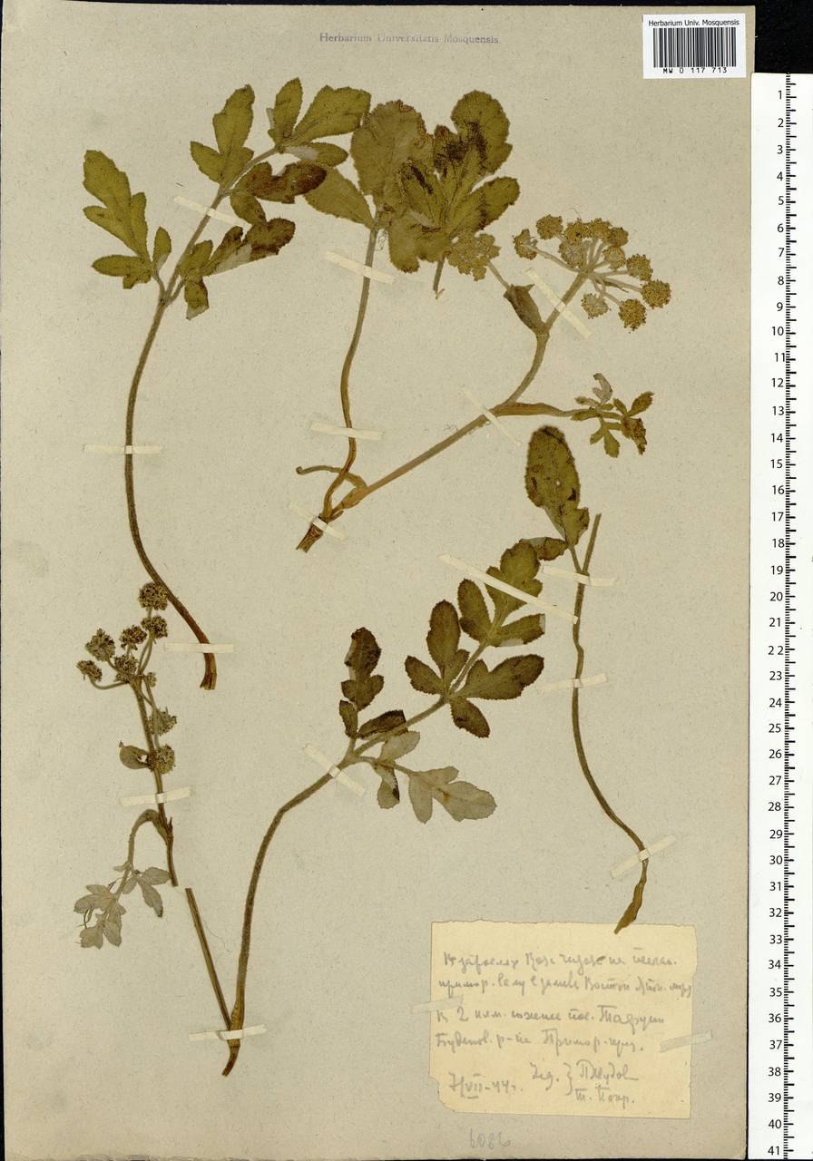 Глисорения Литоралис