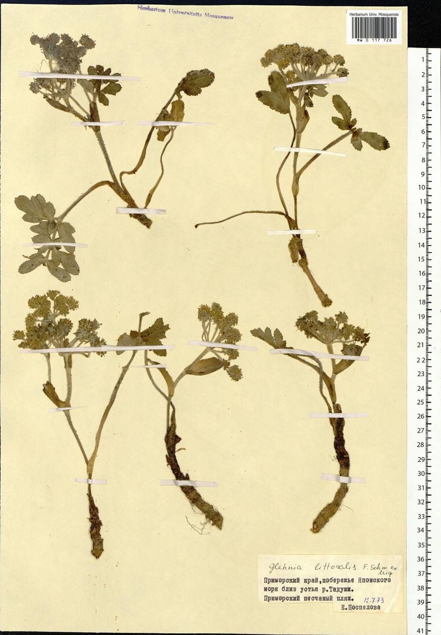 Степан дягиль