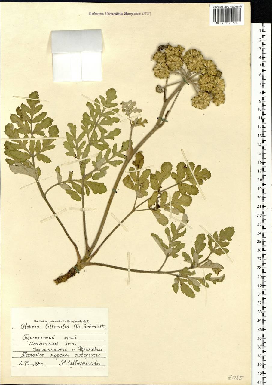 Прибрежная Пульперия -это