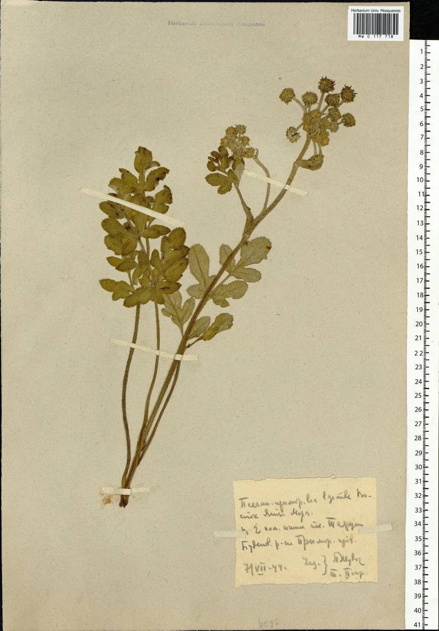 Поручейник широколистный (Sium latifolium l.)