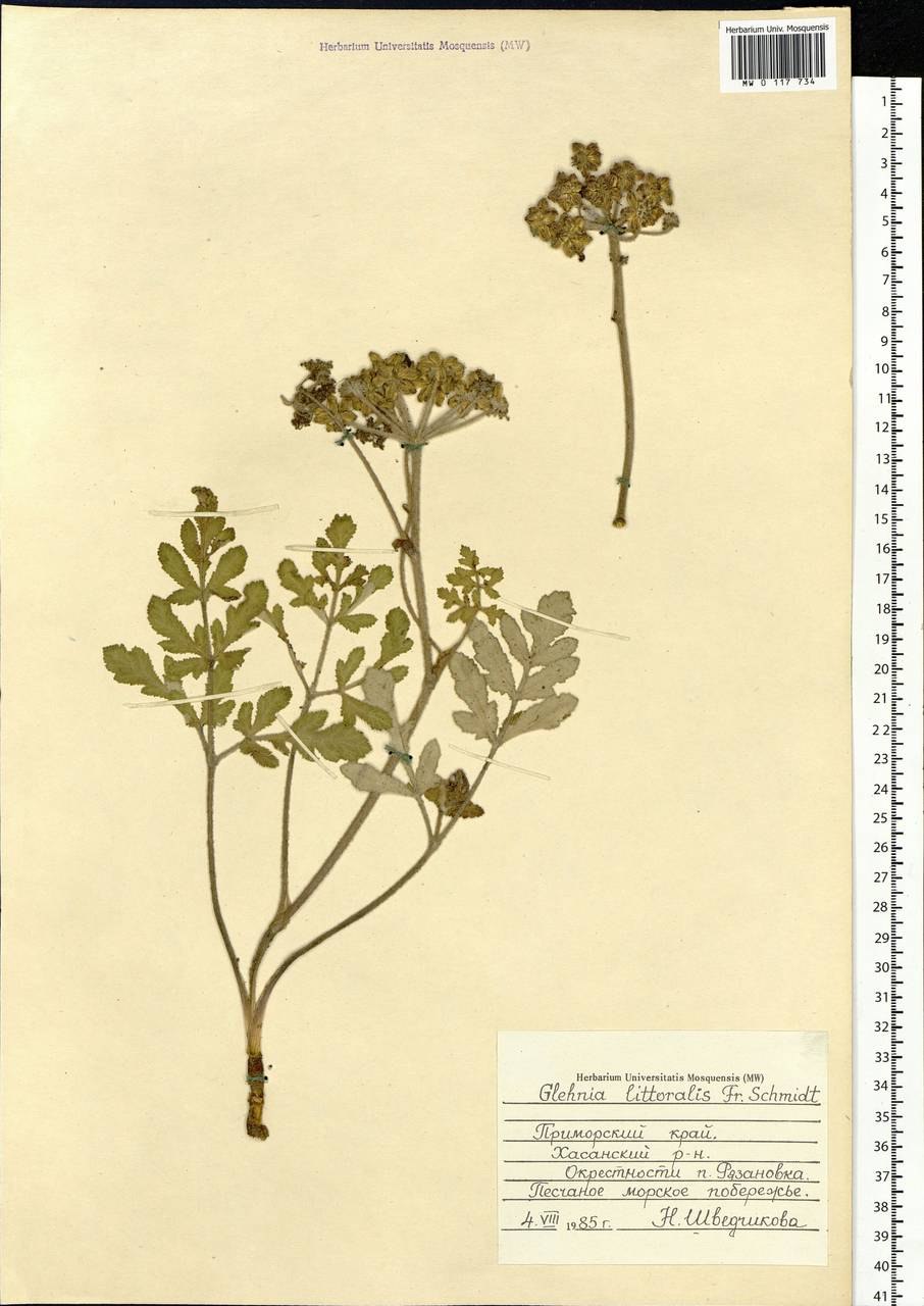 Прибрежная Пульперия -это