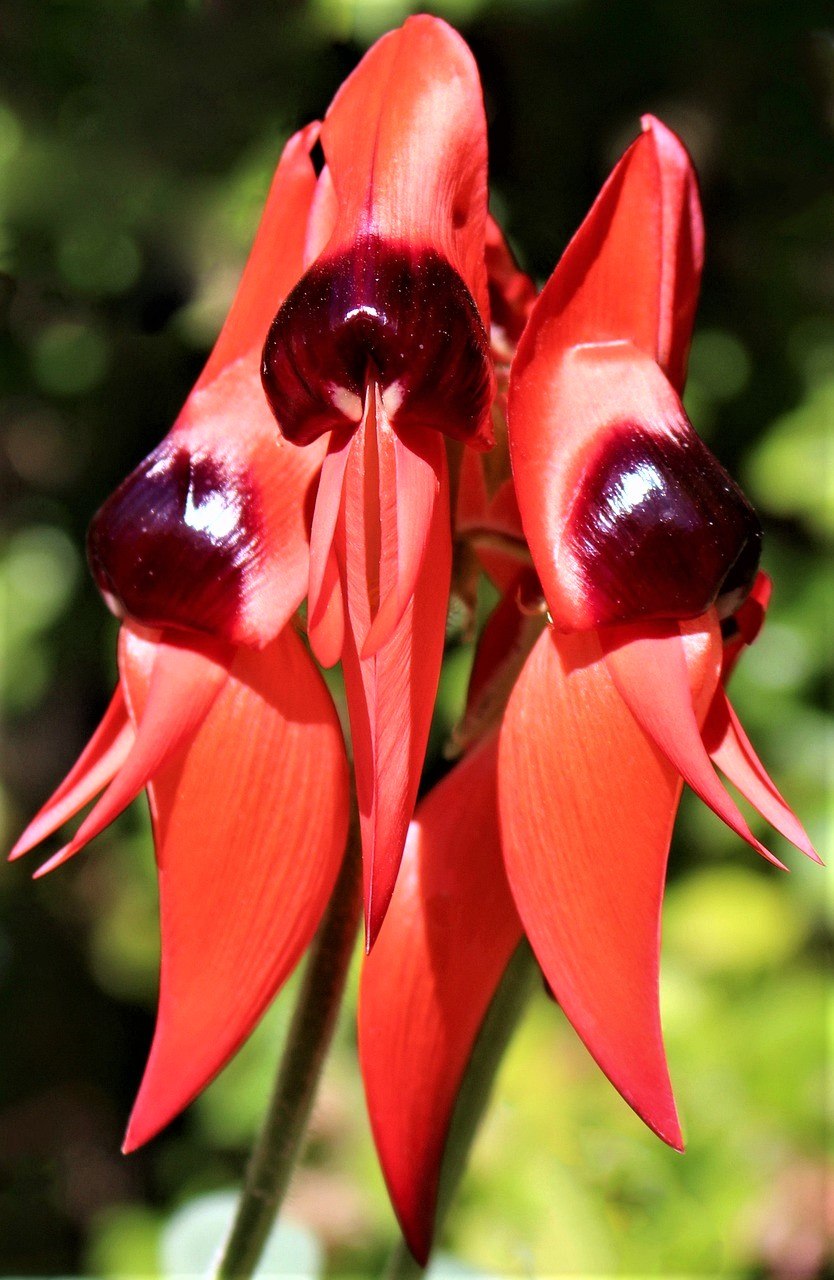Swainsona Formosa