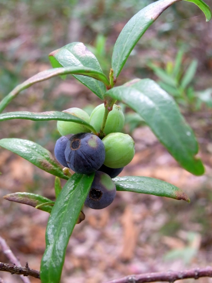 Santalum fernandezianum