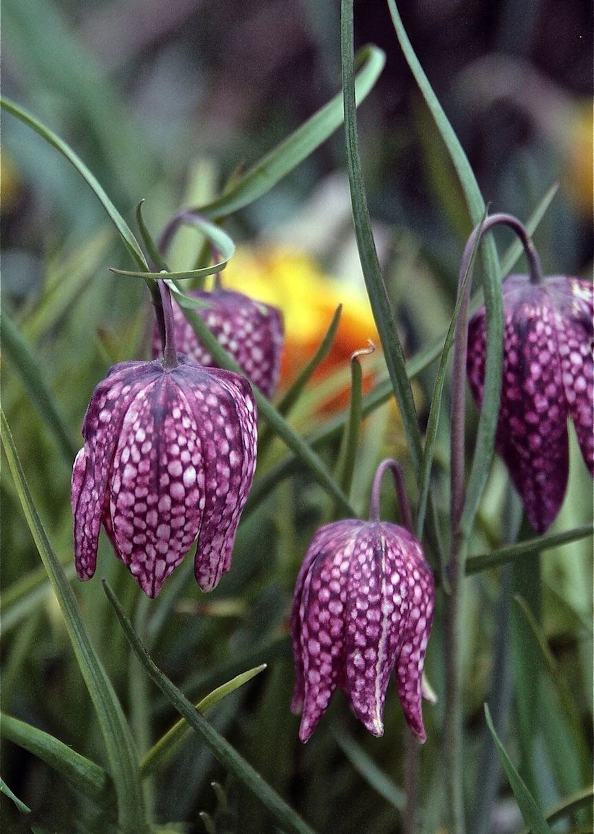 Растение рябчик Императорский