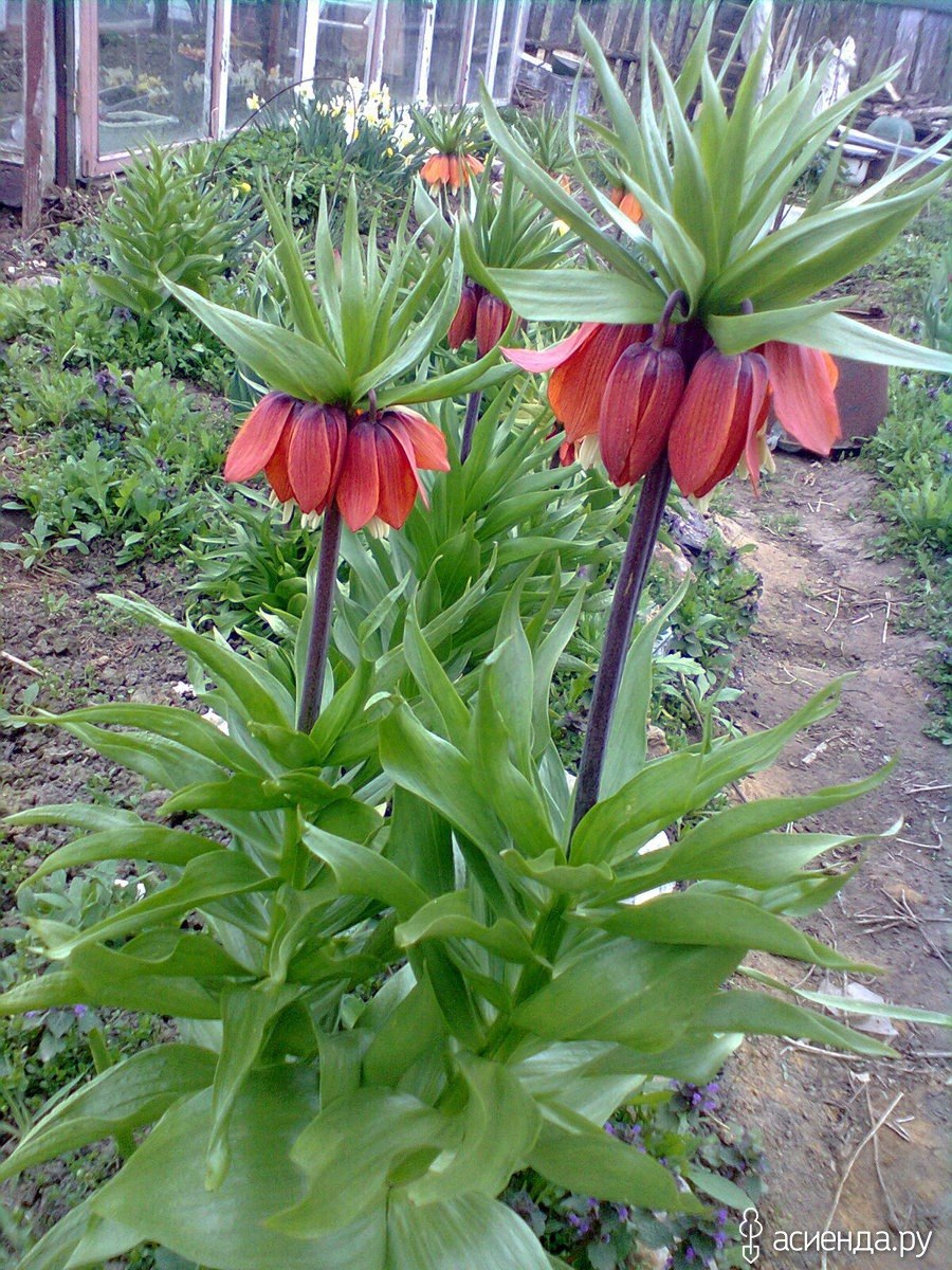 Рябчик Делавея