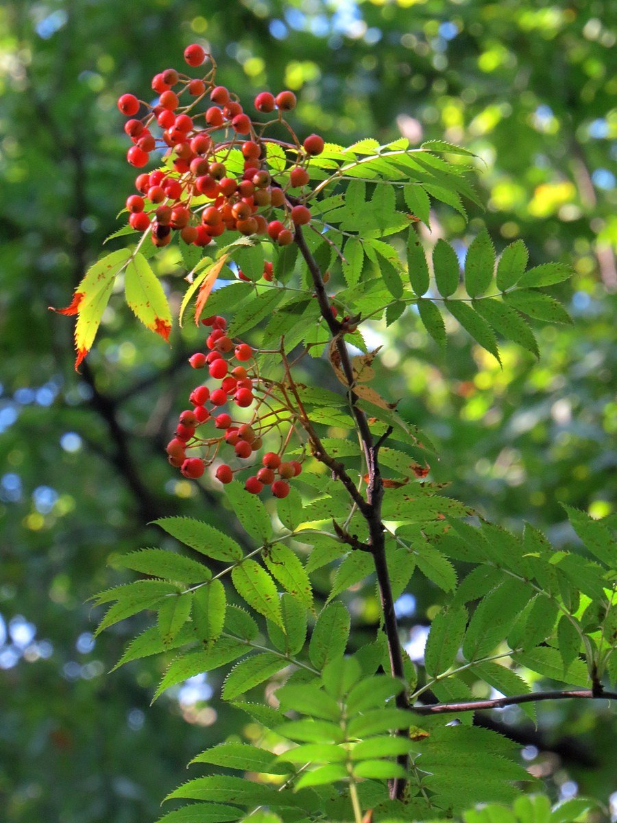 Рябина медвежья, Sorbus Ursina,